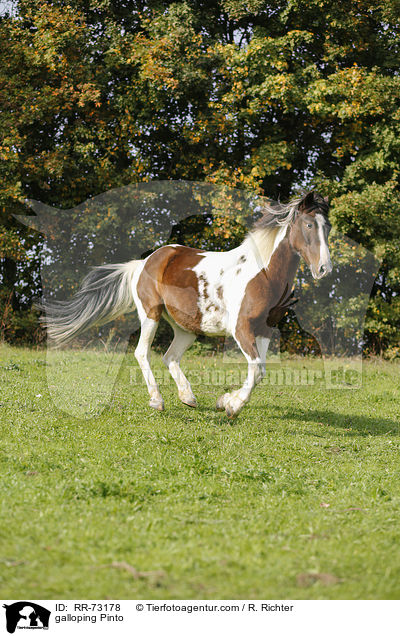 galloping Pinto / RR-73178
