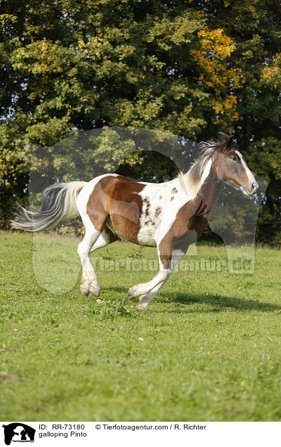 galloping Pinto / RR-73180
