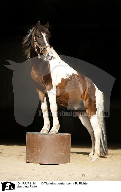 standing Pinto / RR-73191