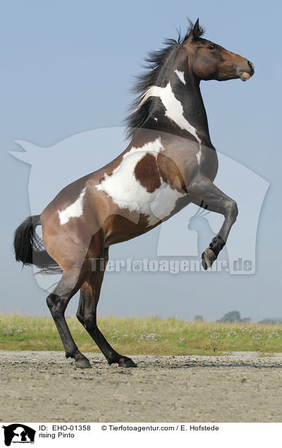 steigender Pinto / rising Pinto / EHO-01358