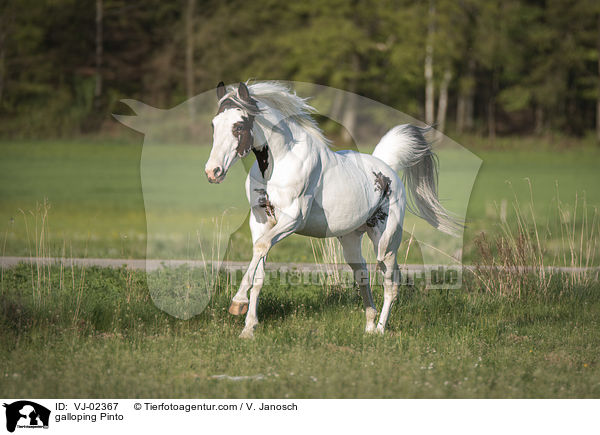 galloping Pinto / VJ-02367