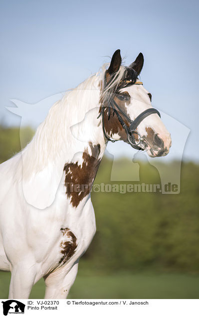 Pinto Portrait / VJ-02370