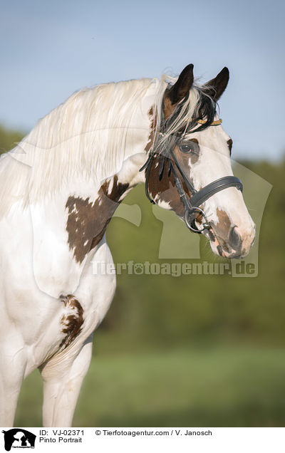 Pinto Portrait / VJ-02371