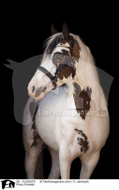 Pinto Portrait / VJ-02373