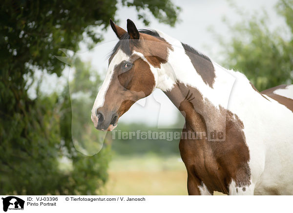 Pinto Portrait / VJ-03396