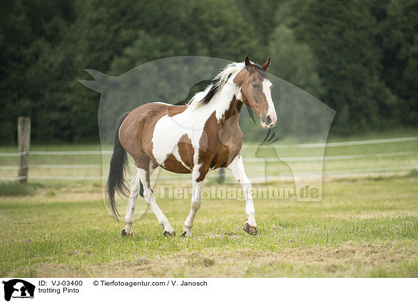 trotting Pinto / VJ-03400