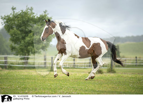 galloping Pinto / VJ-03406