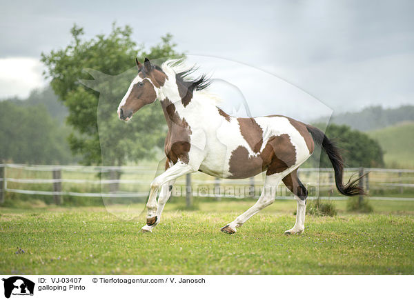 galloping Pinto / VJ-03407