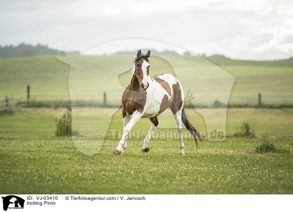 trotting Pinto / VJ-03410