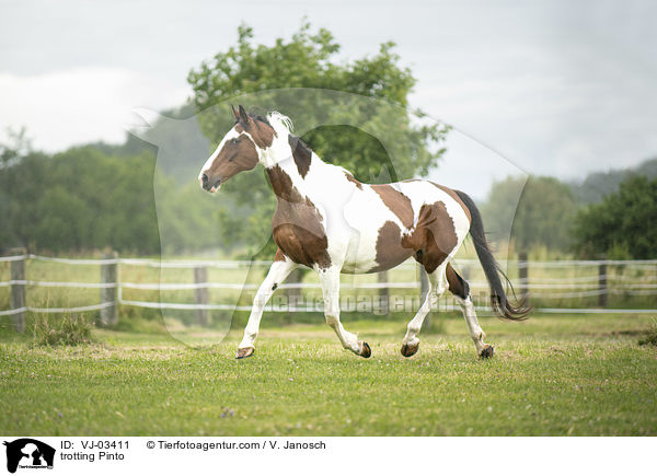 trotting Pinto / VJ-03411