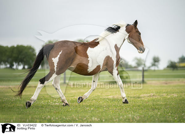 trotting Pinto / VJ-03422