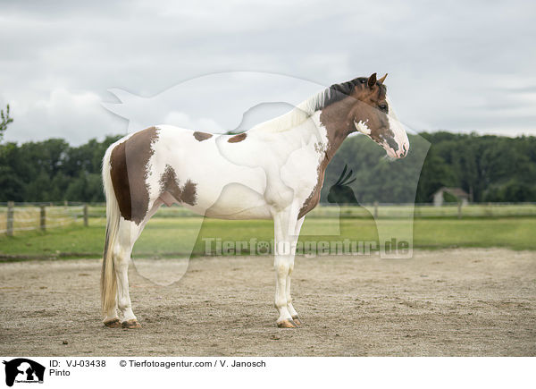 Pinto / VJ-03438