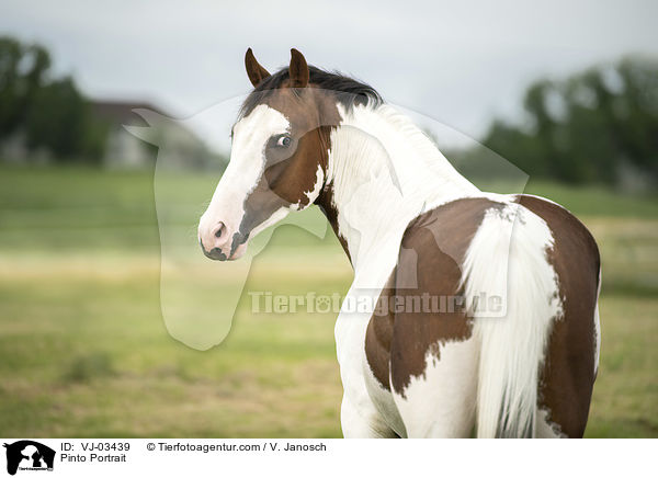 Pinto Portrait / VJ-03439