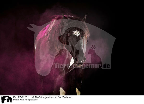 Pinto with holi powder / AZ-01251