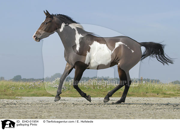galloping Pinto / EHO-01954