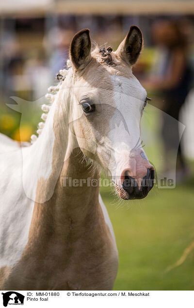 Pinto foal / MM-01880