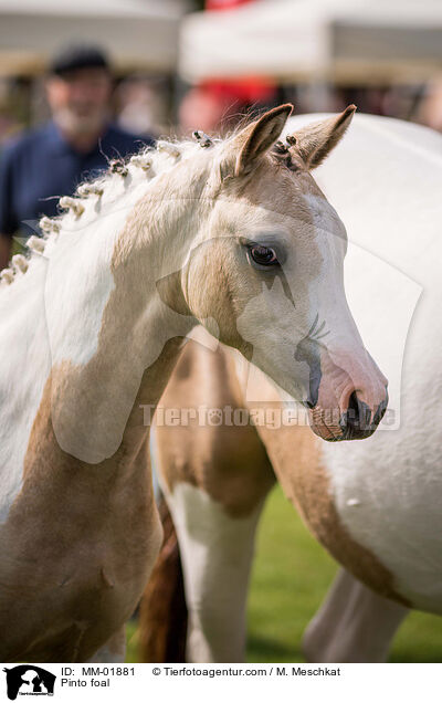 Pinto foal / MM-01881