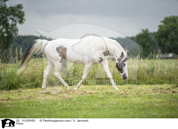 Pinto / VJ-05450