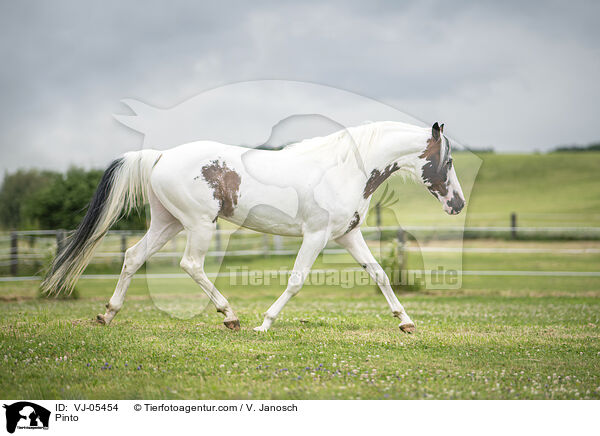 Pinto / VJ-05454