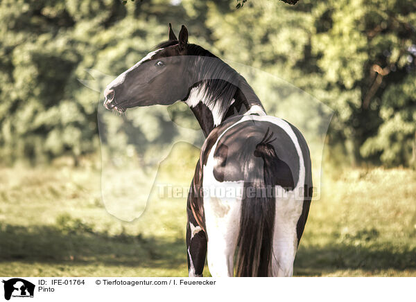 Pinto / Pinto / IFE-01764