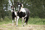 Pinto mare with foal