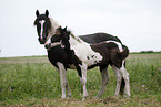 Pinto mare with foal