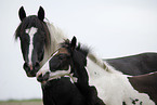 Pinto mare with foal