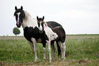 Pinto mare with foal