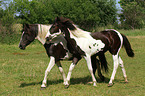 2 Pintos