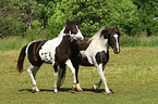 2 Pintos