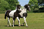 2 Pintos