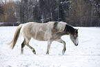 trotting Pinto