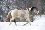 trotting Pinto