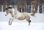 running Pinto