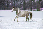 running Pinto