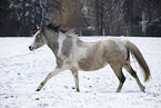 running Pinto