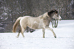running Pinto