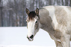 Pinto Portrait