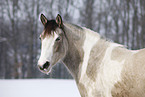Pinto Portrait