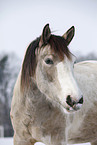Pinto Portrait