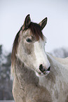 Pinto Portrait