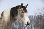 Pinto Portrait