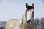 Pinto Portrait