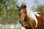 Pinto Portrait