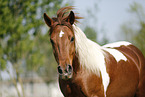 Pinto Portrait