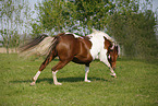 running Pinto
