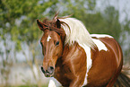 running Pinto