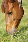 Pinto Portrait