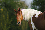 Pinto Portrait