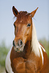 Pinto Portrait